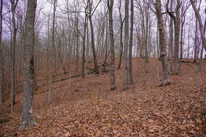 Whitetail sign heavy timber
