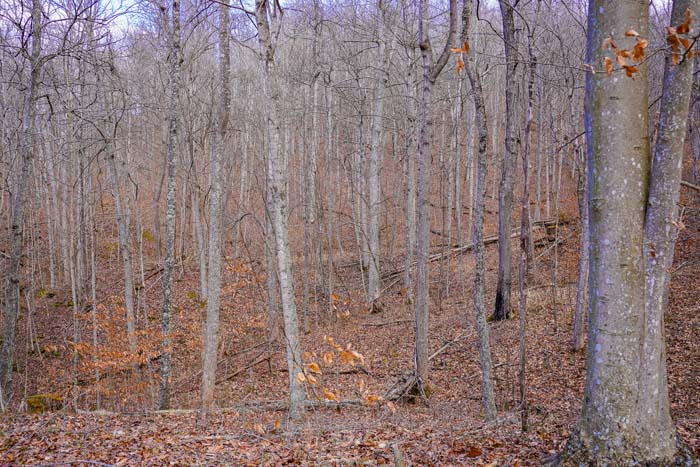 Hunting land terrain feature