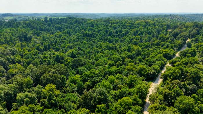 Oak-hickory hardwood forest