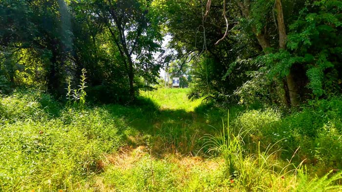 Whitetail and turkey habitat