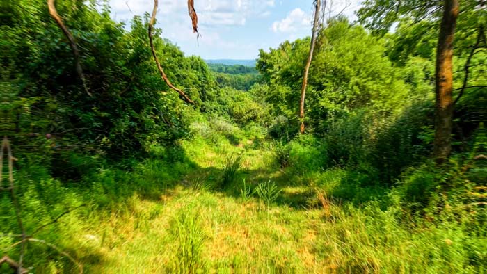Hunting land with maturing woods