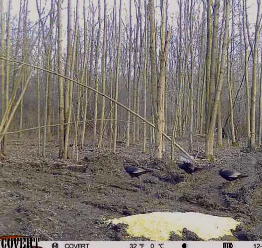 Scenic creek bottom on Wargo Road Noble County Ohio property