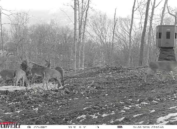 Deer habitat near creek Wargo Road Noble County Ohio