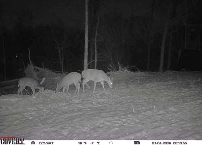 Timber and trails on Wargo Road Noble County Ohio