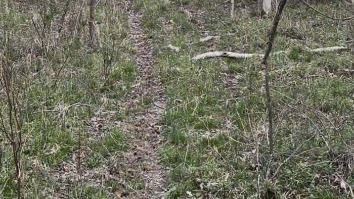 Mature timber on rolling Gallia County terrain