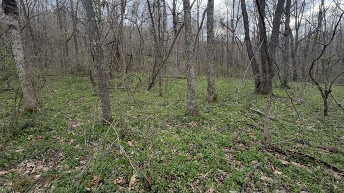 Natural deer travel corridor through timber