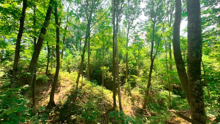 Wide trail with mixed hardwood trees.