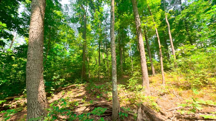 Mature timber on hunting land.