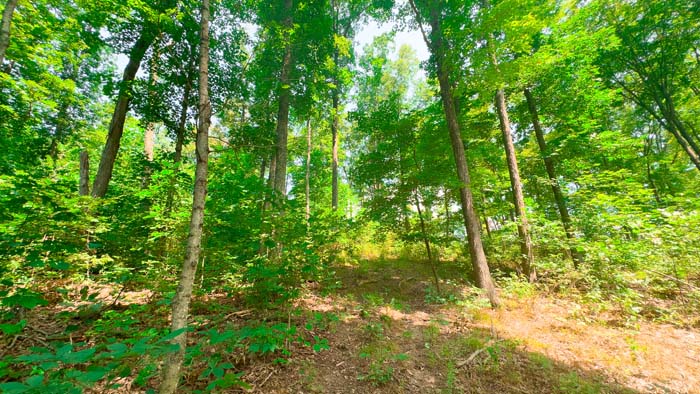 Overlook of wooded ridge top.