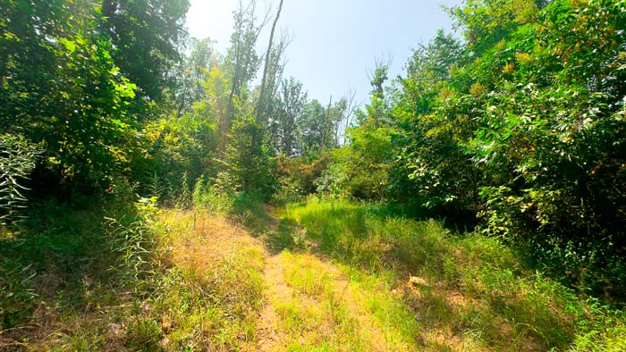 Wildlife trail and natural funnel.