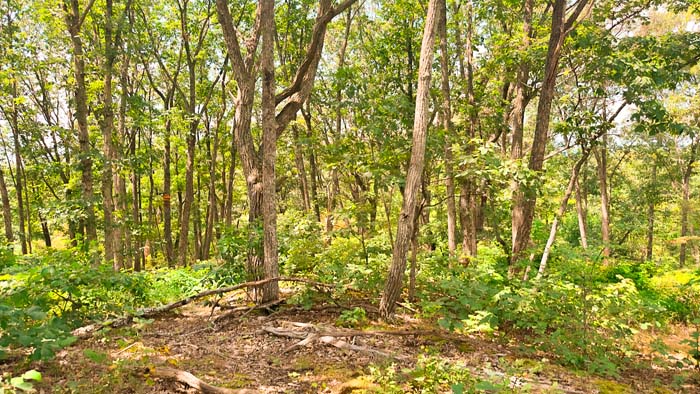 Shady wooded trail system.