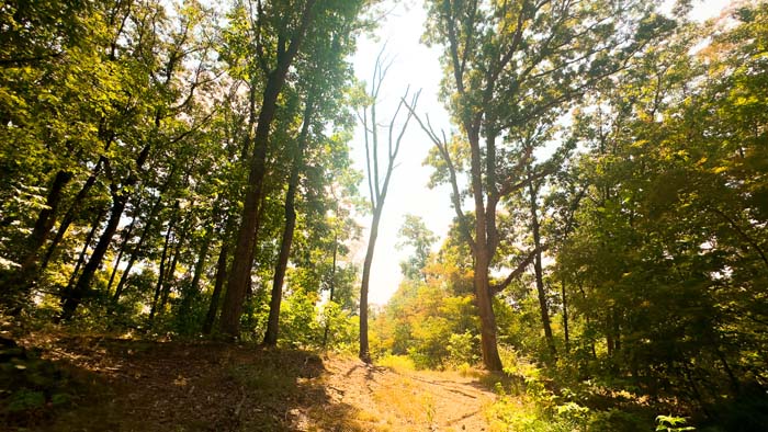 Thick brush ideal for turkey habitat.