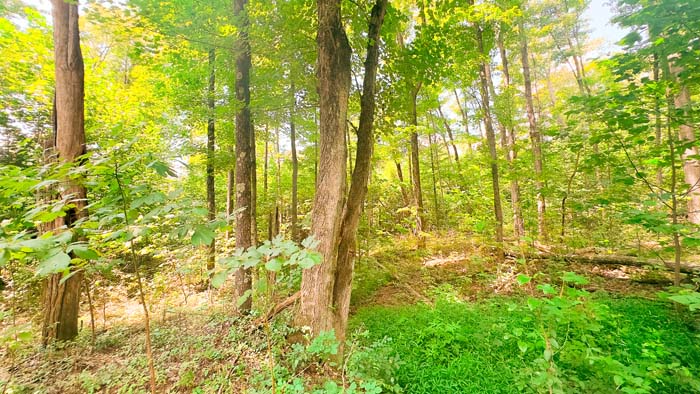 Ohio spring-fed waterfall feature.