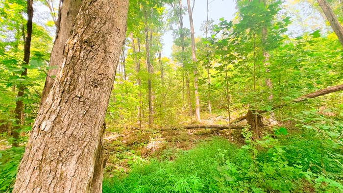 Back trail with mixed forest cover.