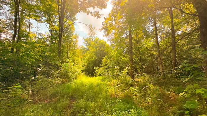 Peaceful wooded ridge and trails.