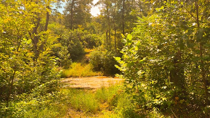 Natural whitetail bedding zone.
