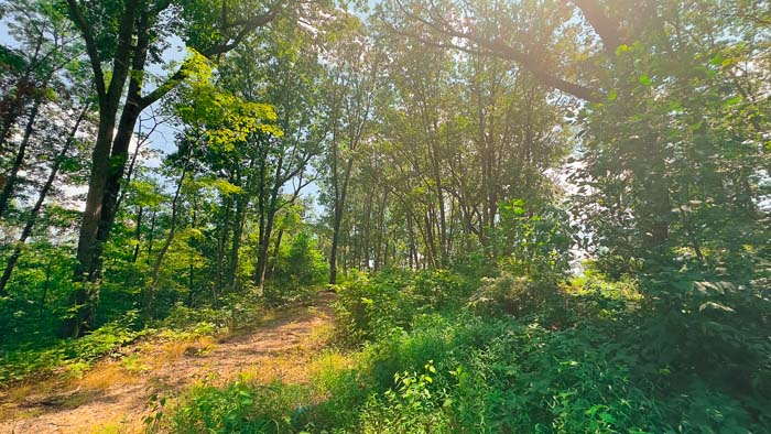 Scenic trail through Ohio woods.