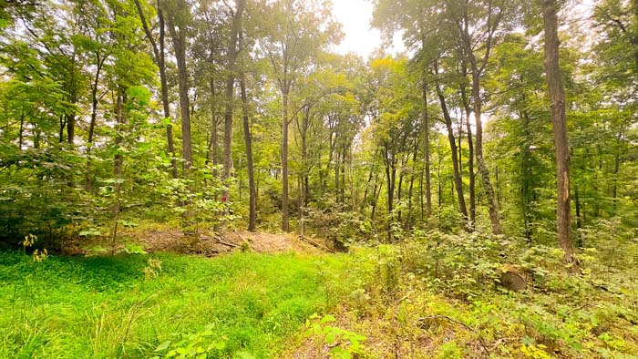 Shady hunting path in woods.