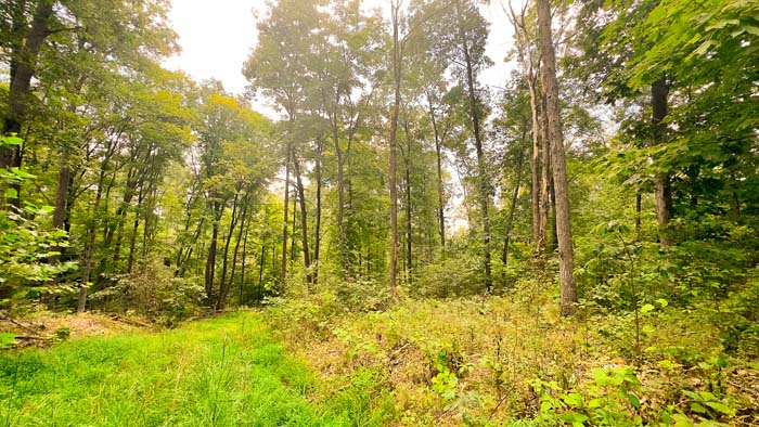 Large trees and secluded ridge.