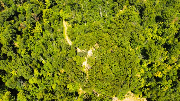 Trail into forested hunting land.
