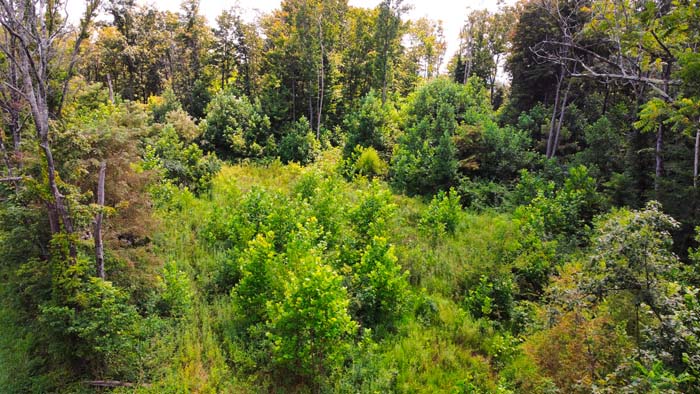 Creekside view on hunting land.