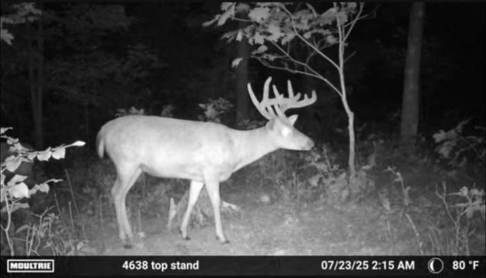 Pinch point with open hunting lane.