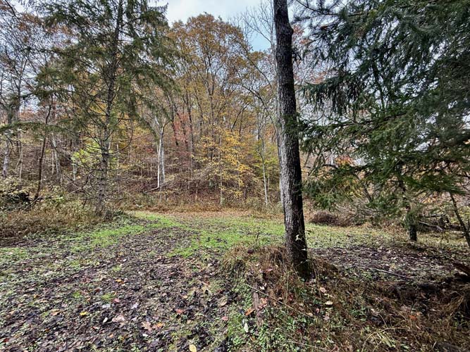 Thick brushy cover for deer bedding areas