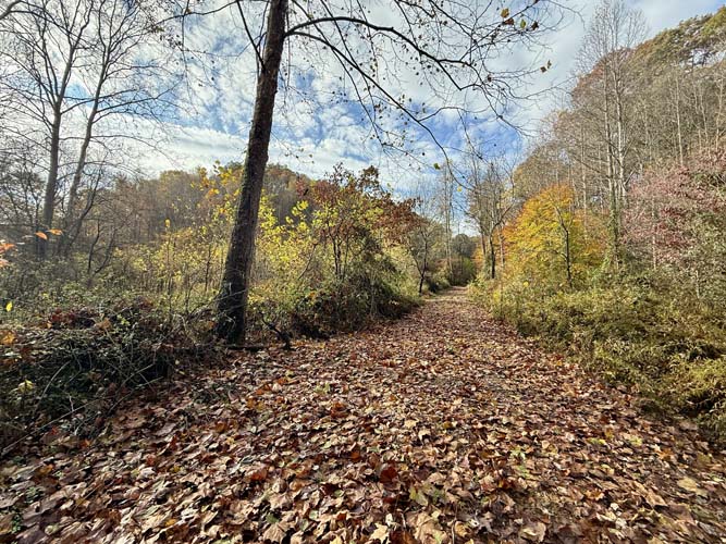 Cabin structure with rustic charm and potential