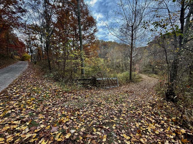 Small creek cutting through forest floor