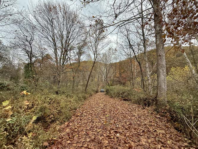 Mixed hardwoods providing mast for whitetails