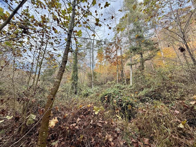 Elevated view overlooking rolling forest