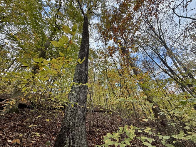 Wooded slope perfect for deer stand setup