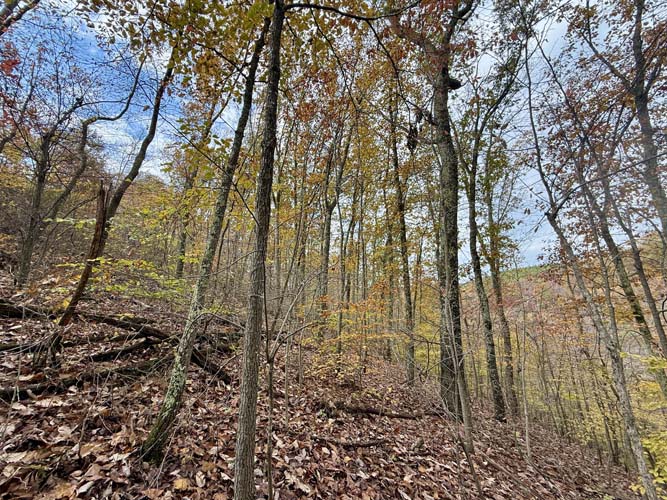 Flat open spot for future cabin or camp