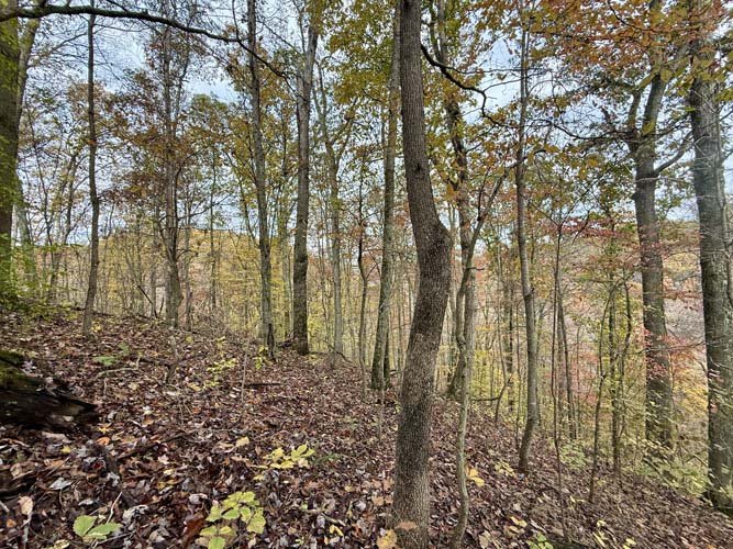 Oak and hickory forest habitat