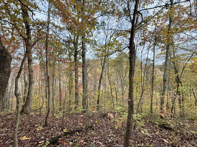 Deer rubs and tracks throughout property