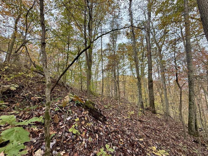 Rolling ridge line through timber