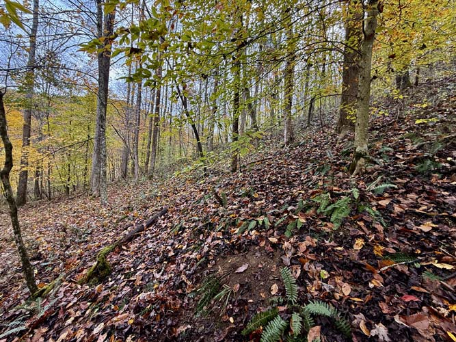 Forest interior showing mix of young and mature trees