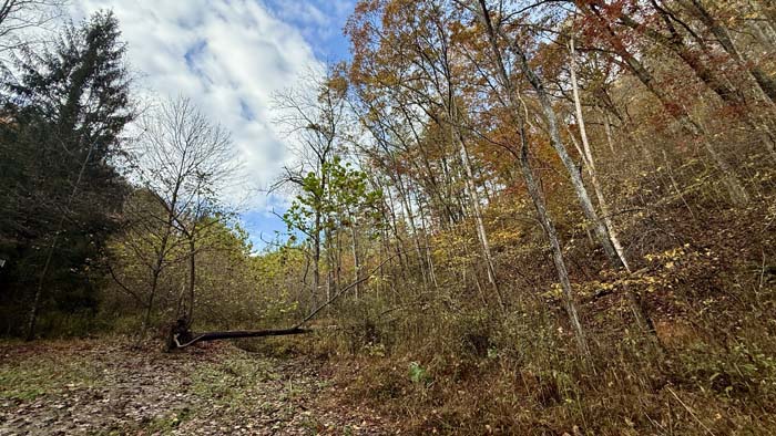Secluded valley floor surrounded by hardwoods