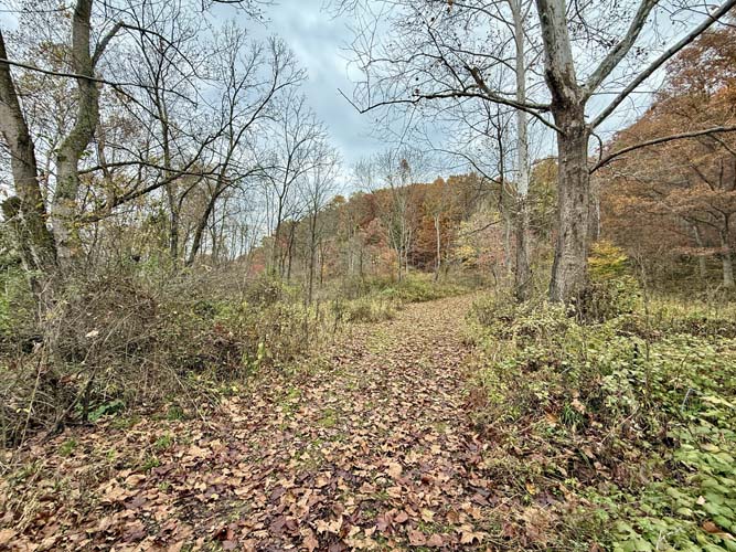 Deer habitat with acorn-rich forest floor