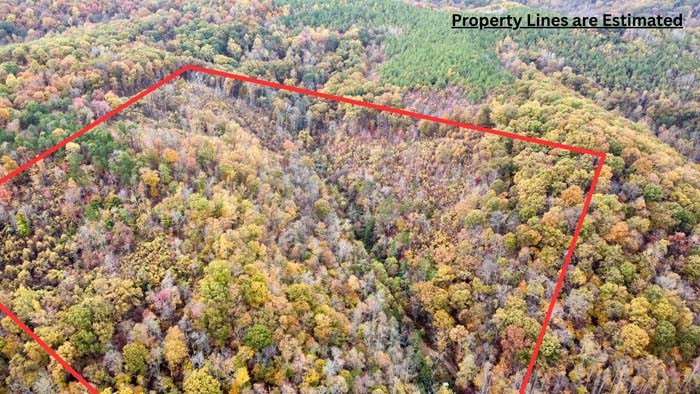 Overlook point with panoramic forest view
