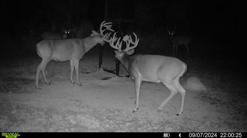 Year round deer food Ohio property