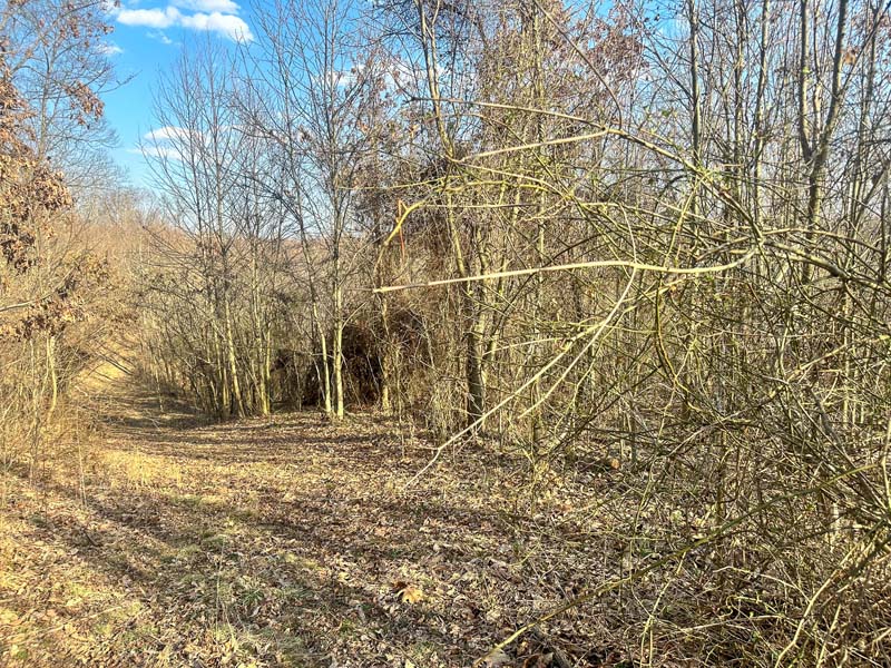 Easy access Ohio whitetail land