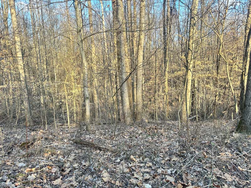 Late season deer cover Southeast Ohio