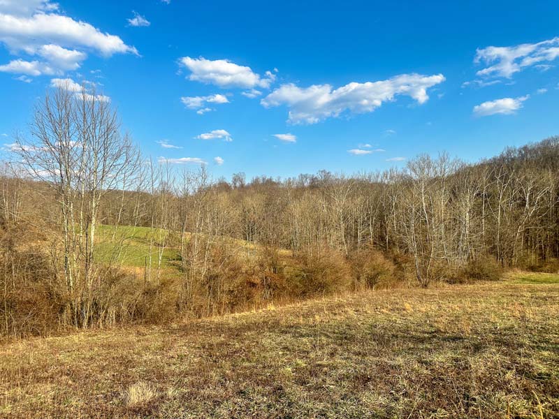Mock scrape Ohio whitetail property