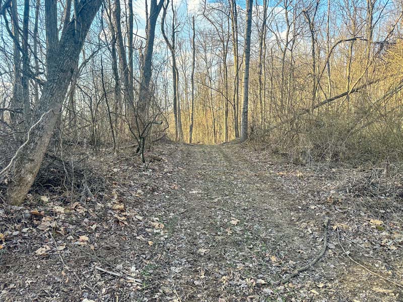 Water hole deer activity Ohio