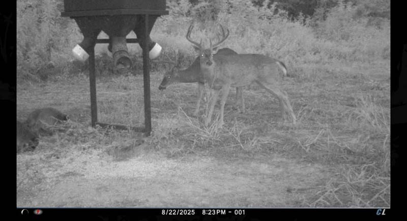 Whitetail travel corridor Ohio land