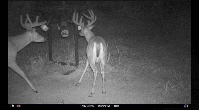 Oak flat feeding area Ohio deer