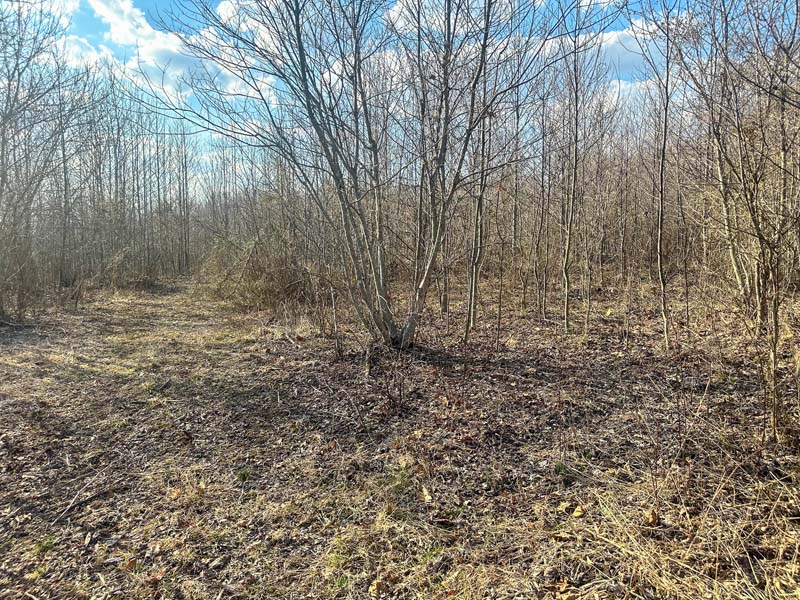 Trail system through timber Ohio