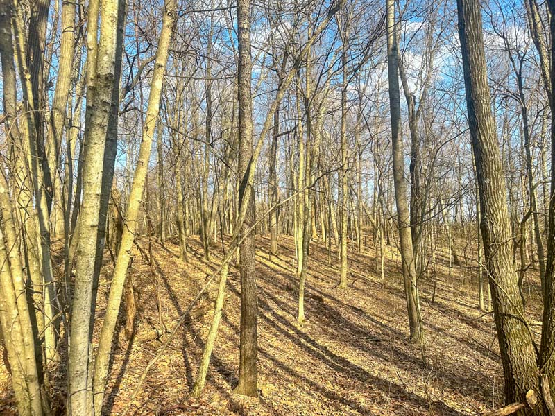 Field timber transition Ohio land