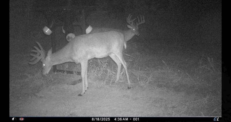 Natural cover whitetail habitat Ohio